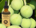 Virgin Tamanu Oil (organic, undiluted, unrefined) - Virello